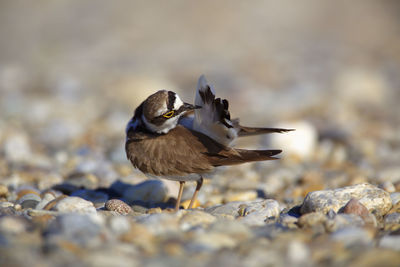 The little ringed plover on gravel bar from the drava river