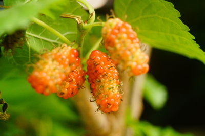 Close-up of strawberry growing on plant