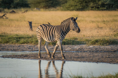 Profile view of zebra walking near waterhole