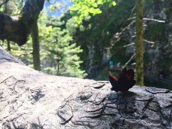 Close-up of bird perching on rock
