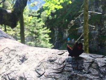 Close-up of bird perching on rock