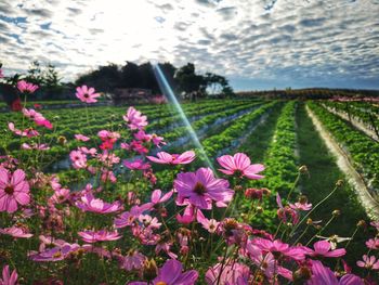 Close-up of pink flowering plants on land