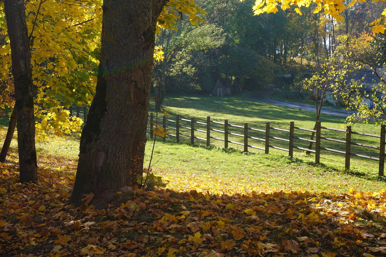 TREES GROWING IN PARK DURING AUTUMN