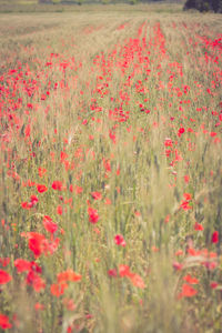 Red poppy flowers in field