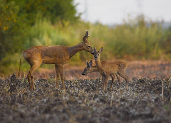 Deer in a field