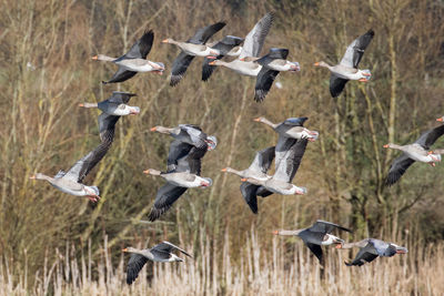 Greylag geese flying over field