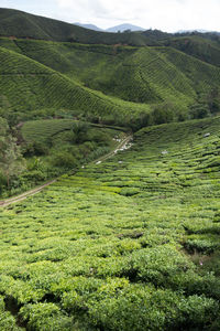 Scenic view of agricultural field