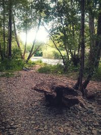 Trees in a row