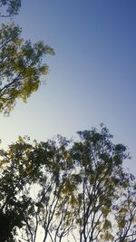 Low angle view of trees against clear blue sky