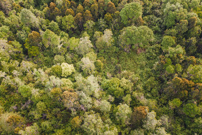 High angle view of plants growing in forest