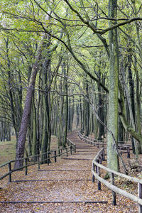 Trees growing in forest