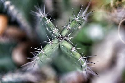 Close-up of spider on web