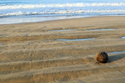Coconut washed ashore on a deserted beach 