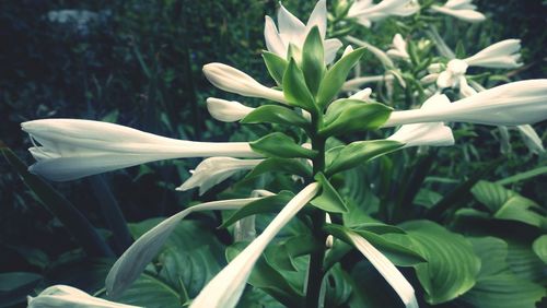 Close-up of flowers