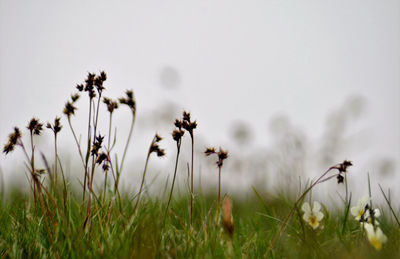 Close-up of flowering plants on field against sky