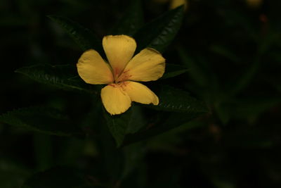 Close-up of yellow flowering plant