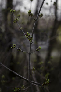 Close-up of flowering plant