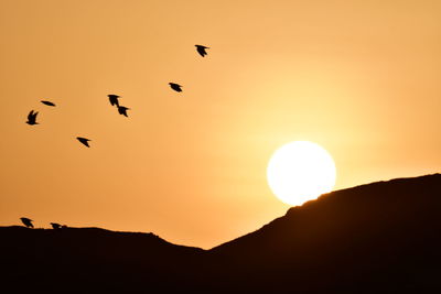 Silhouette birds flying in sky during sunset