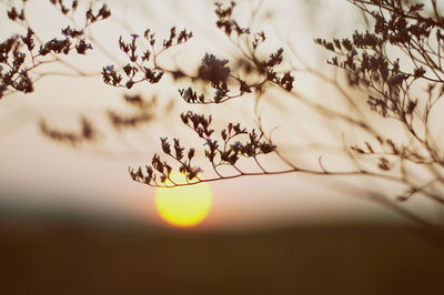 Close-up of grass against sky during sunset