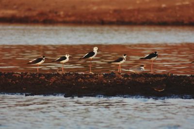 Flock of seagulls on beach