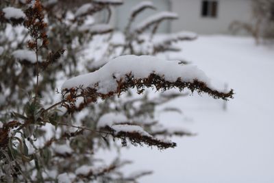 Close-up of snow on tree branch