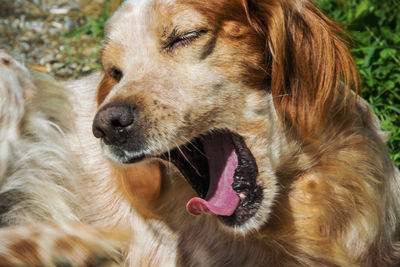 Close-up of dog