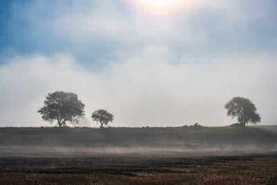 Misty morning on a field with tree silhouettes