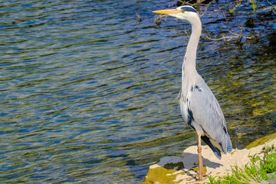 High angle view of gray heron in lake