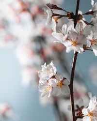 Close-up of white cherry blossom