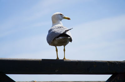 Low angle view of seagull perching on railing against sky