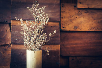 Close-up of dry potted plant by wall