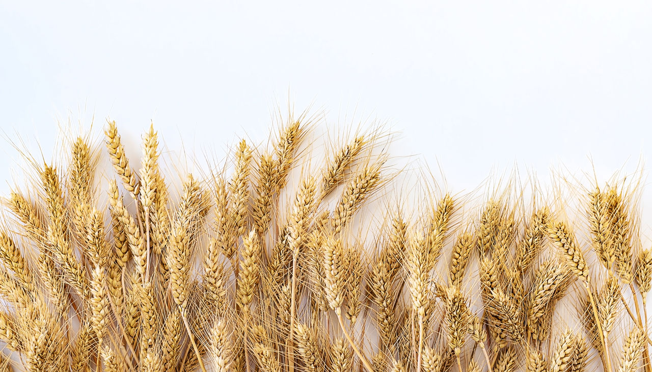 agriculture, crop, cereal plant, plant, growth, food, landscape, rural scene, field, land, sky, nature, wheat, farm, no people, food grain, beauty in nature, food and drink, summer, barley, gold, environment, outdoors, copy space, close-up, harvesting, day, corn, tranquility, scenics - nature, yellow