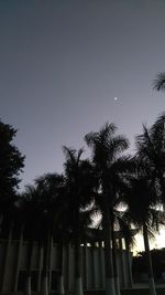 Low angle view of silhouette trees against sky at night