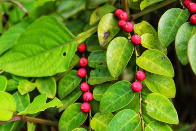 Close-up of berries growing on plant
