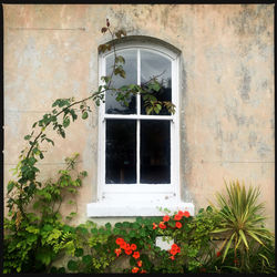 Potted plants on window sill