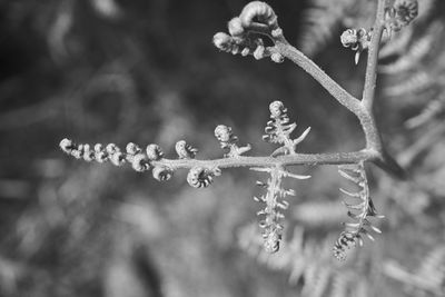 Close-up of frozen flower tree