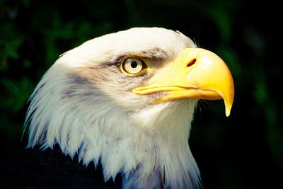 Close-up of eagle