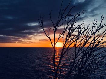 Silhouette plants against sea during sunset