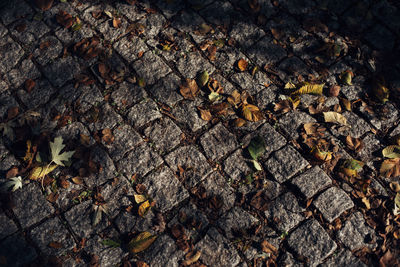 High angle view of dry leaves on ground