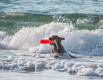 View of dog in sea