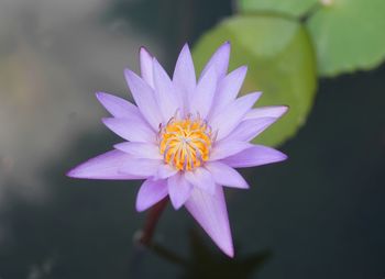 Close up a purple lotus popped up above water in the pond.
