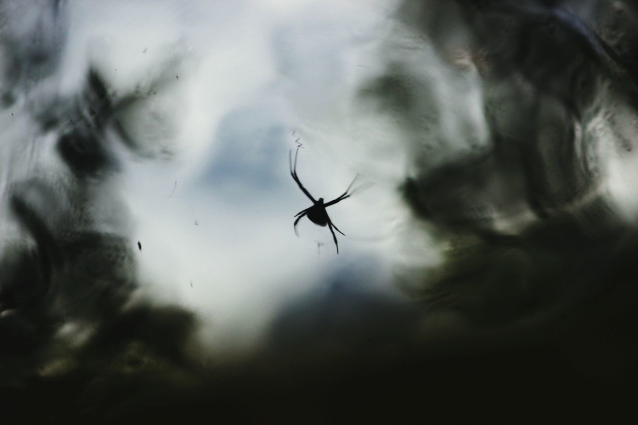 CLOSE-UP OF SPIDER AGAINST BLURRED BACKGROUND