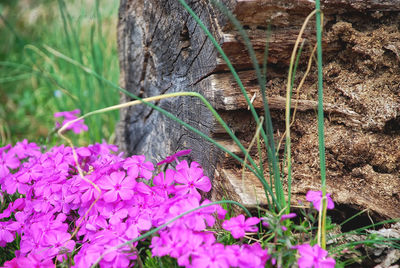 Close-up of purple flowers