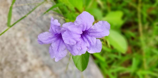 Close-up of purple flowering plant
