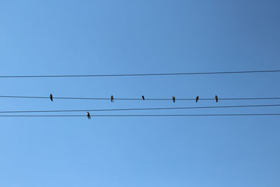 Low angle view of birds perching on cable against clear blue sky