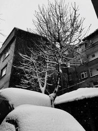 Snow covered tree and building against sky