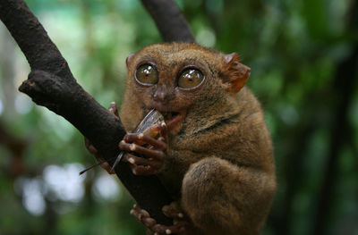 Close-up of monkey eating from tree