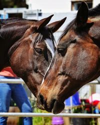 Close-up of horses