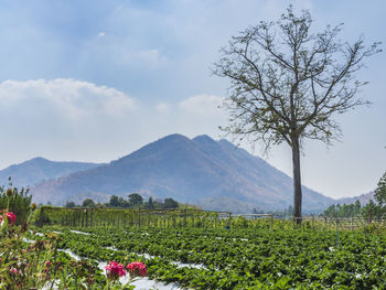 Strawberry farm, background, mountains and sky at suphan buri, thailand