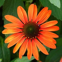 Close-up of red flower